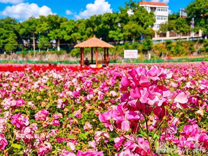 十堰市花文化和月季景观(图5)