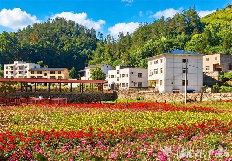 ​十堰张湾百亩月季花海盛放，武当玫瑰花谷打卡忙(图3)