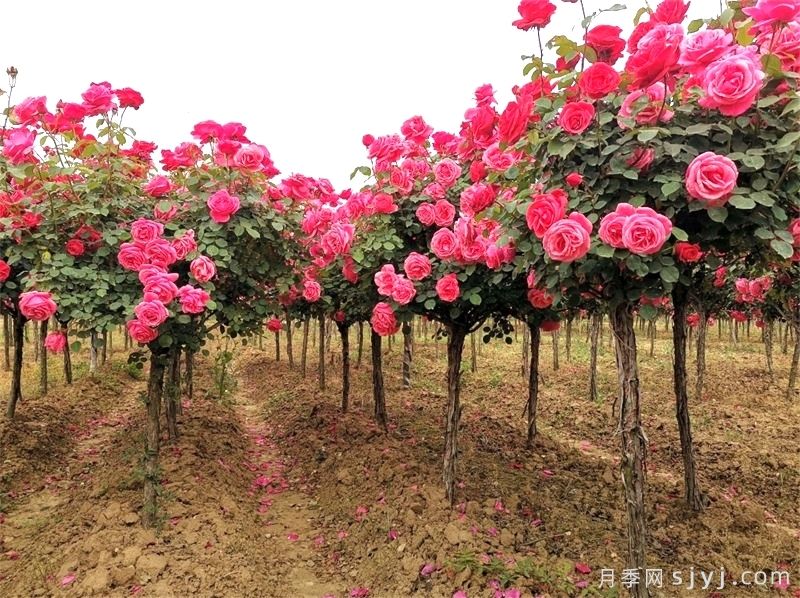 延安市园林绿化适合种月季花吗?(图2) 延安市园林绿化适合种月季花吗?(图2)