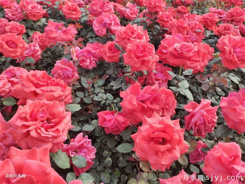 延安梁家湾景区月季种植具体措施与实施方法(图1)