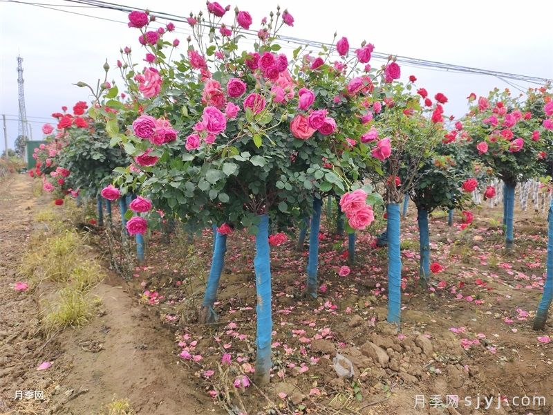 延安梁家湾景区月季种植具体措施与实施方法(图3)