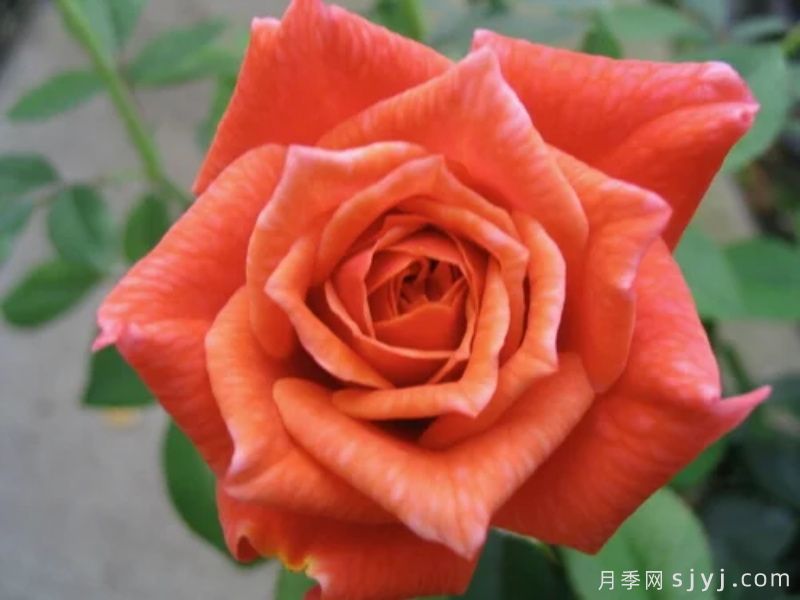 卡尔与卡特琳娜Carl Cathrina(图1)