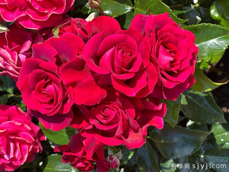 我们的纪念日月季/尽善尽美Our Anniversary(图1)