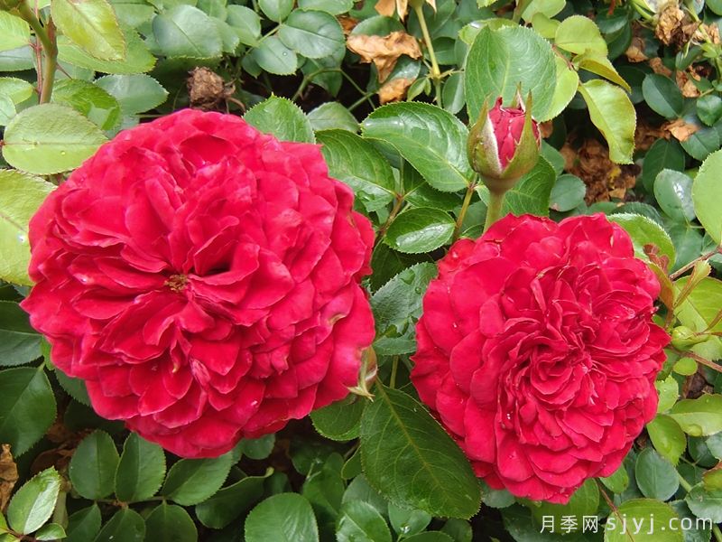 红色达芬奇月季/红达月季Red Leonardo da Vinci(图1) 红色达芬奇月季/红达月季Red Leonardo da Vinci(图1)