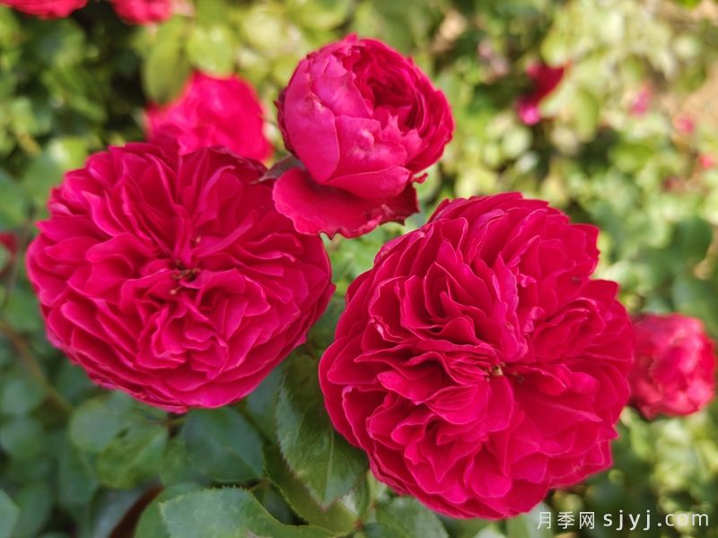 红色达芬奇月季/红达月季Red Leonardo da Vinci(图2) 红色达芬奇月季/红达月季Red Leonardo da Vinci(图3)