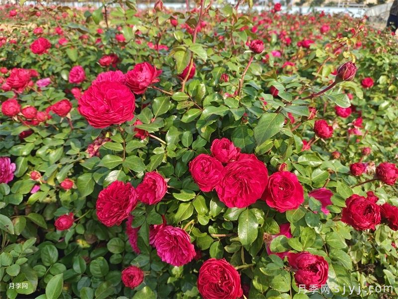 红色达芬奇月季/红达月季Red Leonardo da Vinci(图5) 红色达芬奇月季/红达月季Red Leonardo da Vinci(图5)
