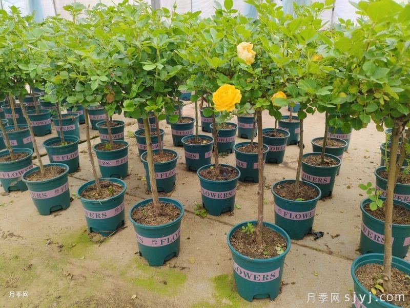 棒棒糖月季/小青杆月季(图8)