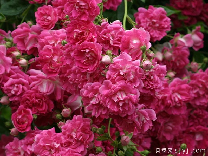 超级埃克塞尔萨月季Super Excelsa(图1)