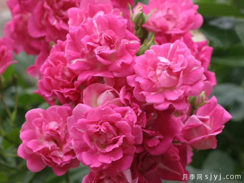 超级埃克塞尔萨月季Super Excelsa(图2)