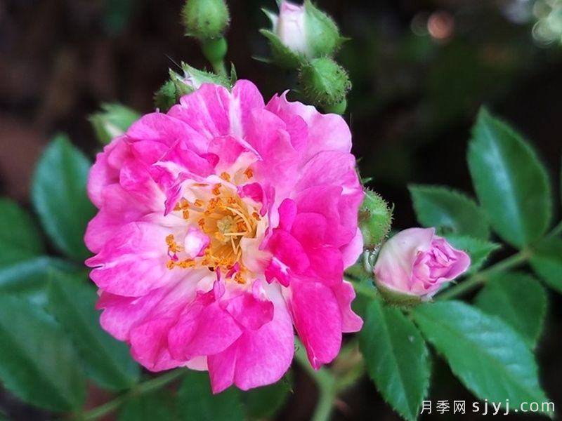超级埃克塞尔萨月季Super Excelsa(图3)