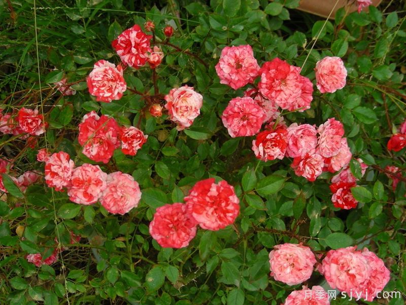 草莓漩涡月季/草莓卷/花边草帽Strawberry Swirl(图3)