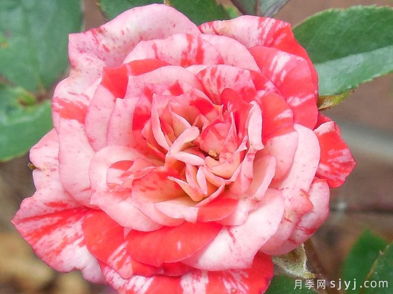 草莓漩涡月季/草莓卷/花边草帽Strawberry Swirl(图2)