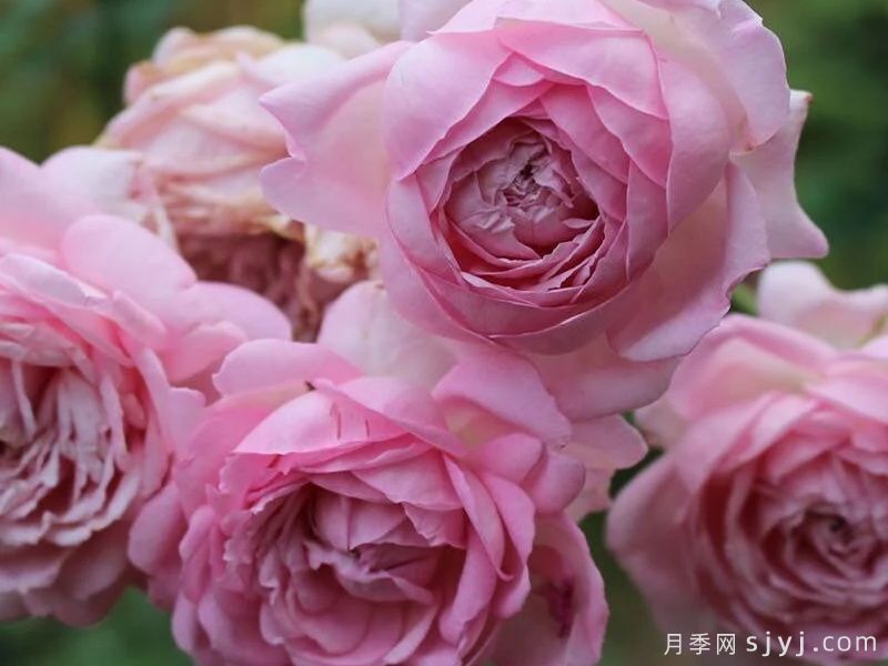 初吻月季/初宴La Boum(图2)