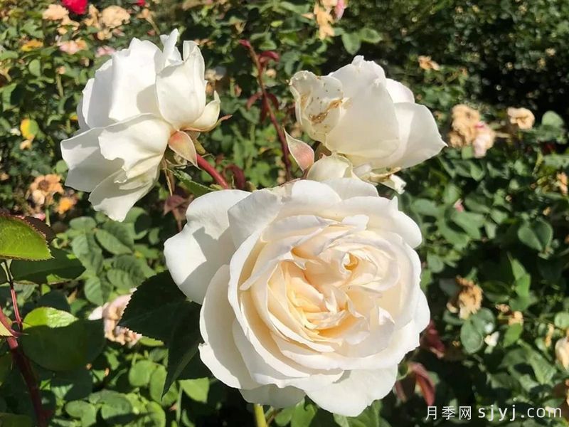 德米特里霍罗斯托夫斯基月季Dmitri Hvorostovsky(图3)
