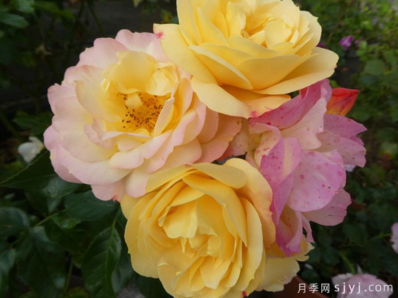 灯笼花月季/华灯/灯饰Lampion(图2)