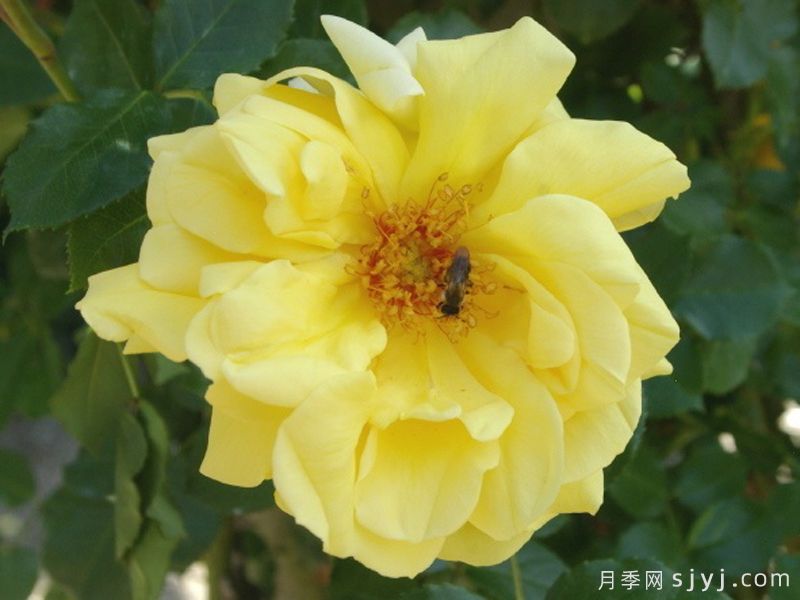 杜卡特月季Dukat(图2)