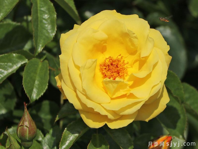 杜卡特月季Dukat(图1)