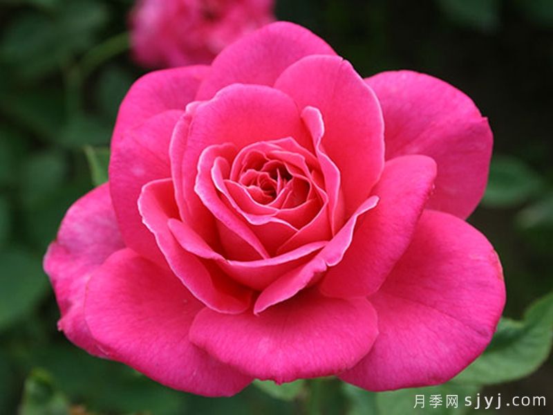 粉和平月季/娇娥Pink Peace(图4)