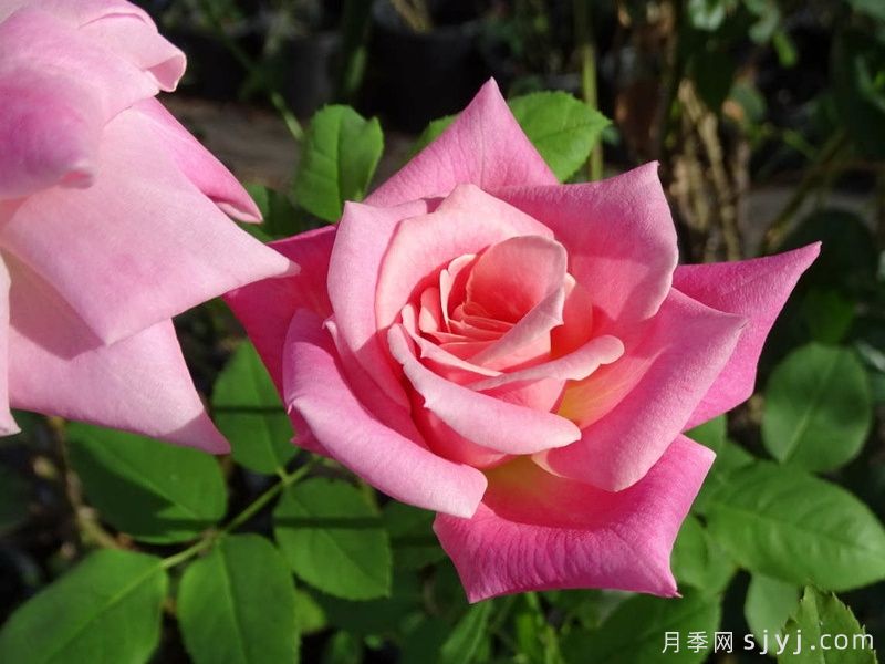 粉色冻糕月季/瑞云香/粉红芭菲Pink Parfait(图1)