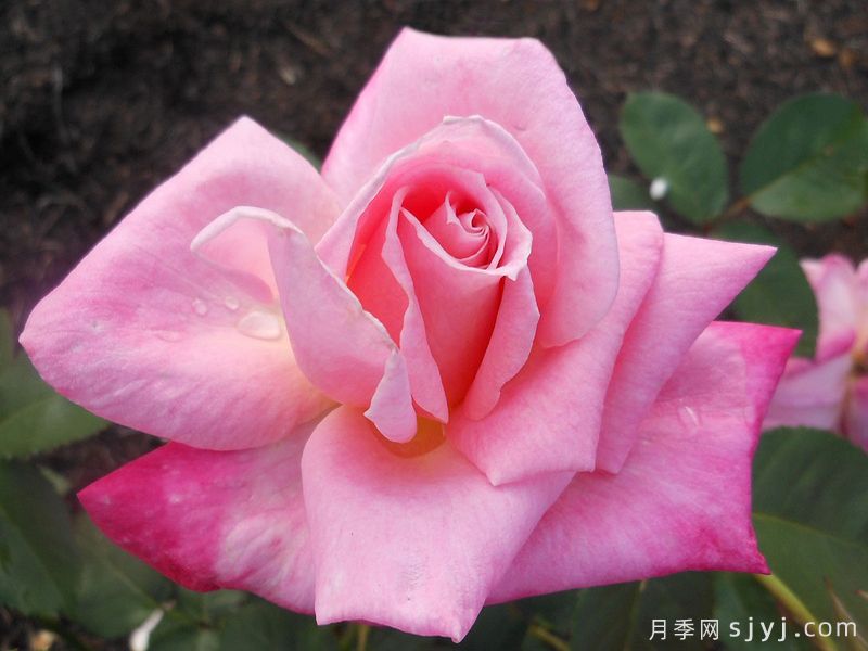 粉色冻糕月季/瑞云香/粉红芭菲Pink Parfait(图2)