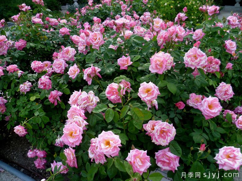 粉色冻糕月季/瑞云香/粉红芭菲Pink Parfait(图3)