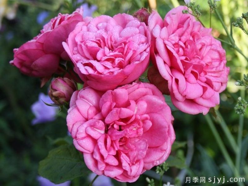 粉色钢琴月季Pink Piano(图2)
