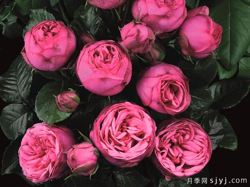 粉色钢琴月季Pink Piano(图1)