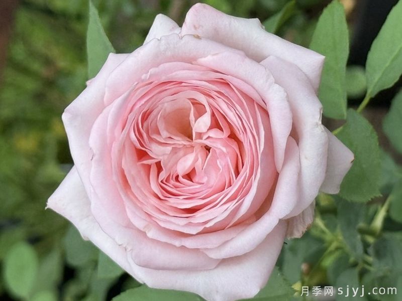 粉色天梯月季Heavenly Ascent Pink(图1)