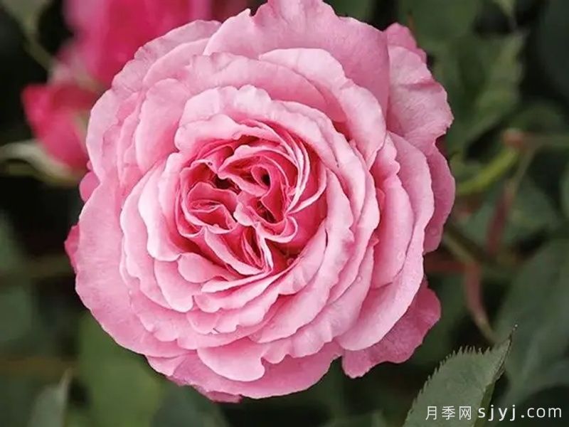 粉色天梯月季Heavenly Ascent Pink(图2)