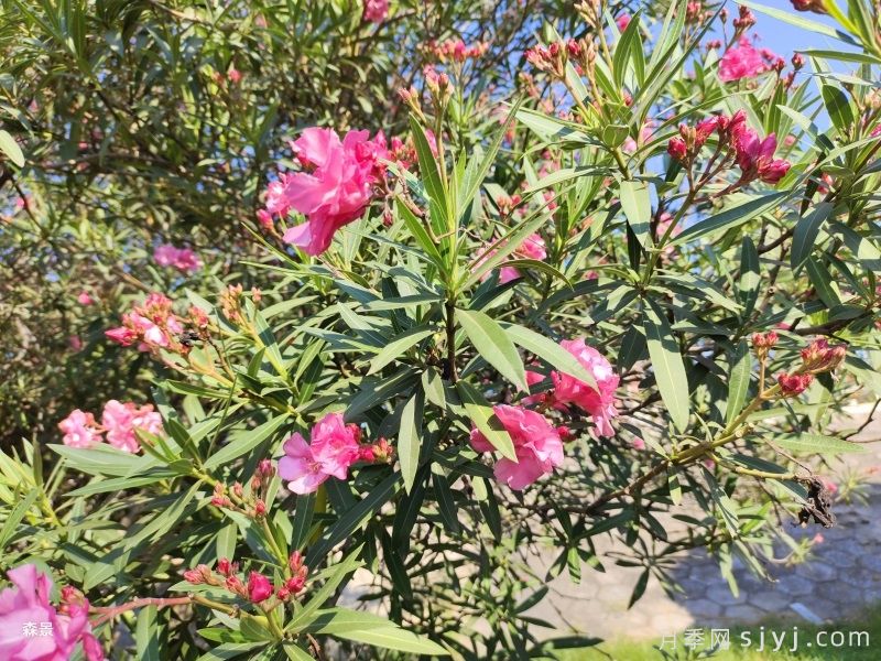 50种园林常见有毒植物汇总(图2)