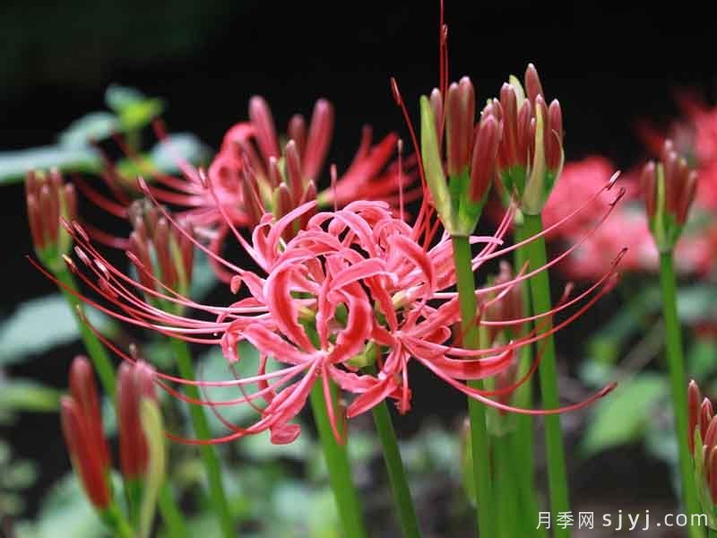 50种园林常见有毒植物汇总(图1)