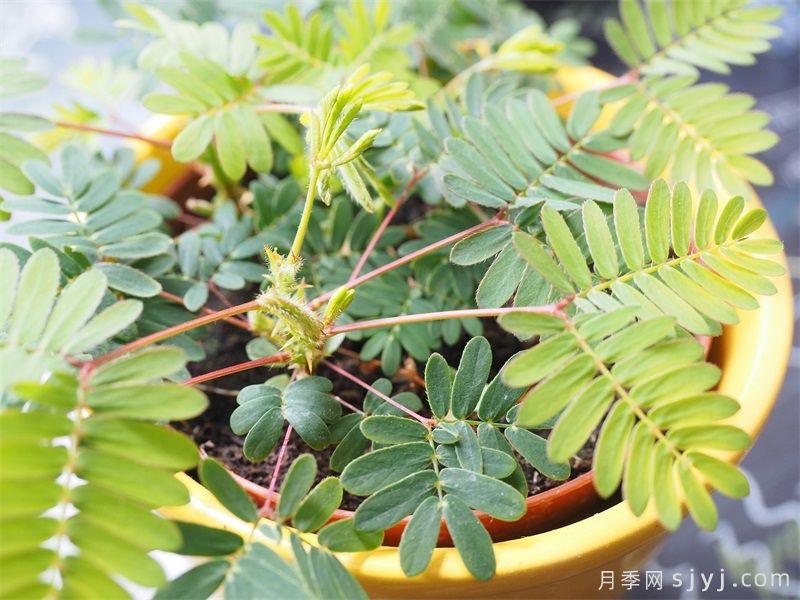 50种园林常见有毒植物汇总(图3)