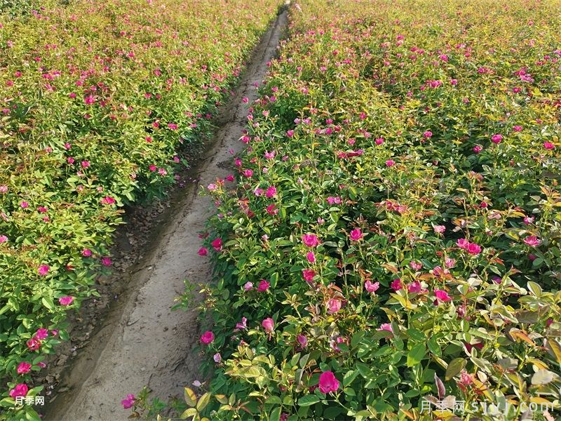 农药除草剂草甘膦与草铵膦的区别，哪个效果更好些？(图1)
