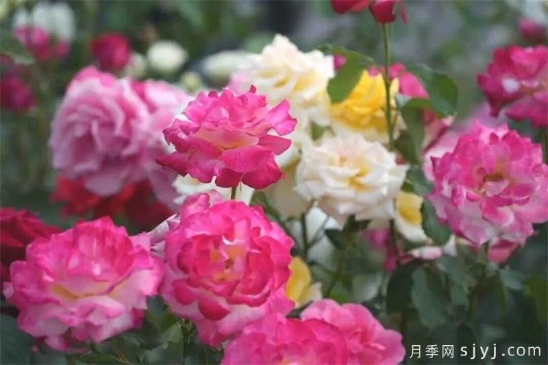 山西师范大学校园盛开的月季，洋溢着蓬勃生机(图2)