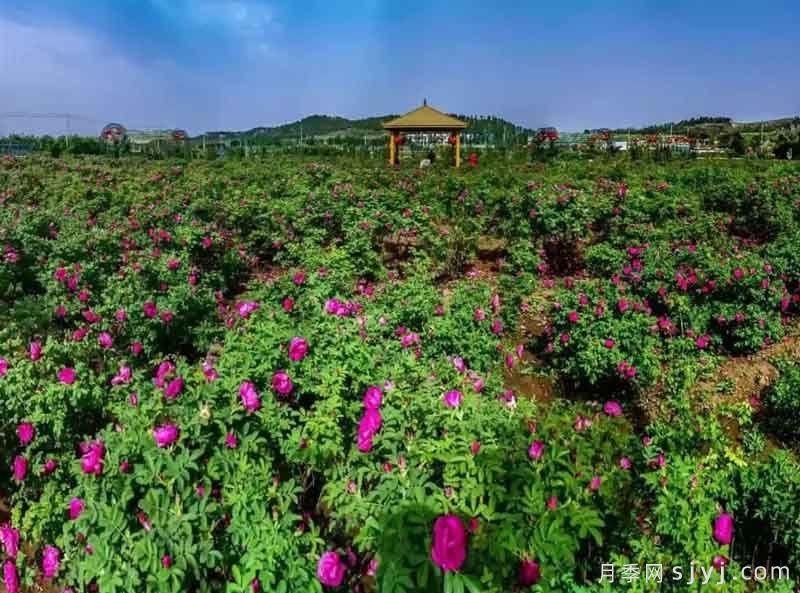 平阴玫瑰:特色产业发布会,一朵联通世界的花(图1) 平阴玫瑰:特色产业发布会,一朵联通世界的花(图1)
