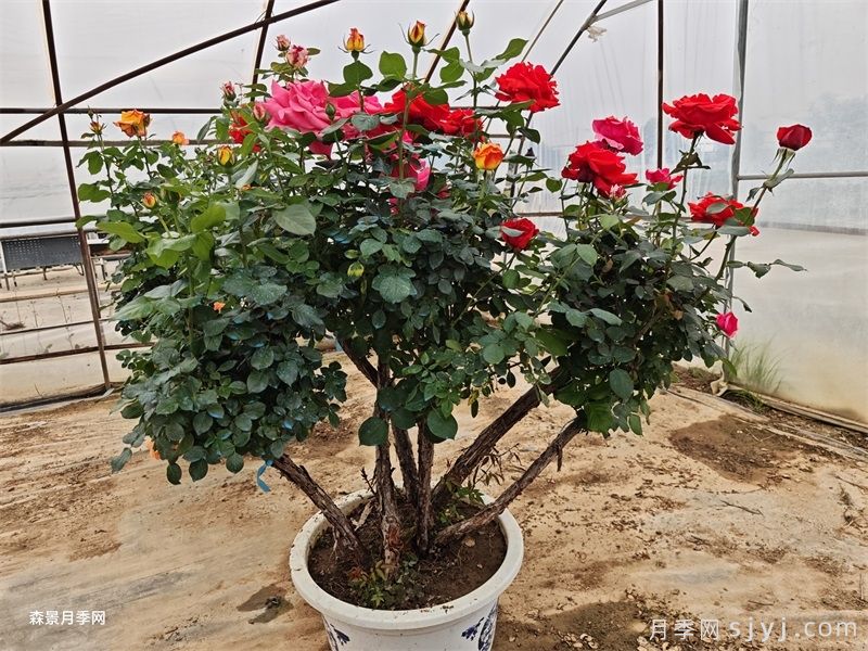 园林专业术语知多少,60个术语验证你是园林人(图2) 园林专业术语知多少,60个术语验证你是园林人(图2)