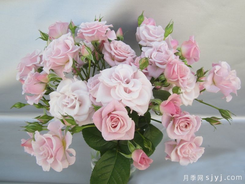 粉色纯真月季Innocentia in Pink(图3) 粉色纯真月季Innocentia in Pink(图2)