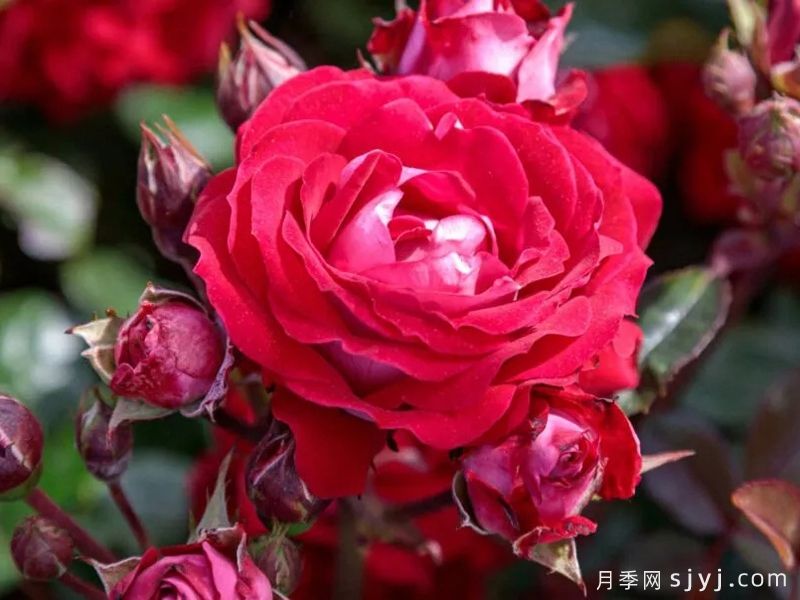 美丽的格拉斯月季/格拉斯街景Belle de Grasse(图1)