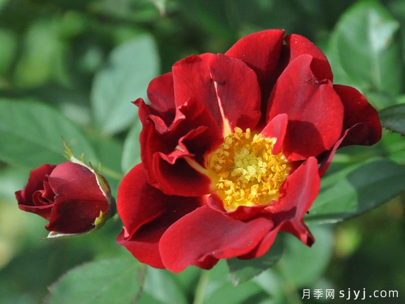 古生物月季/佐伊克Zoic(图2)