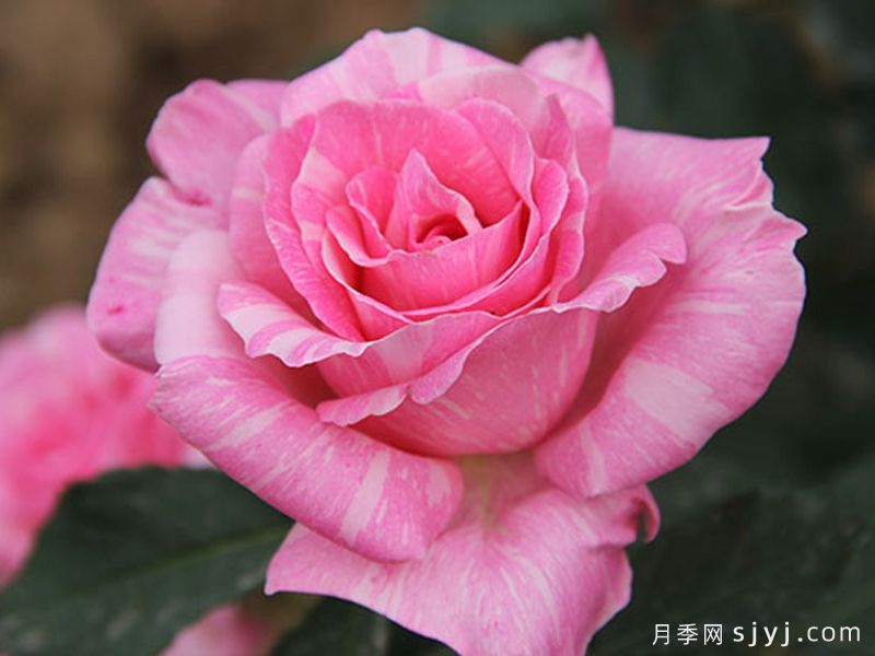 光芒月季Sunsation(图1)