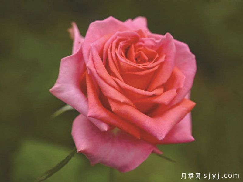 贵夫人月季(图1)