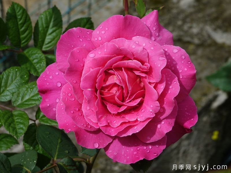 粉和平月季/娇娥Pink Peace(图1)