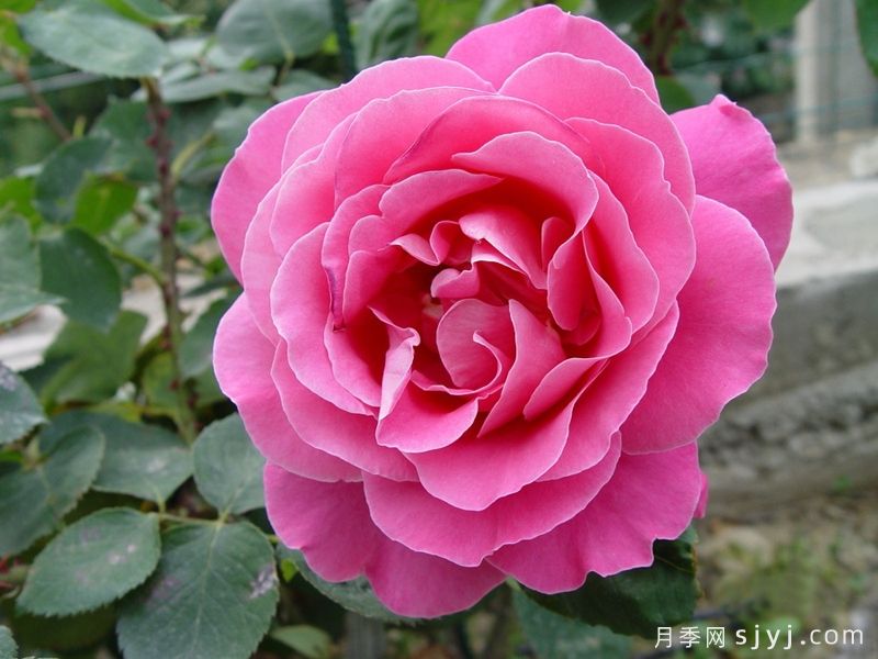 粉和平月季/娇娥Pink Peace(图2)