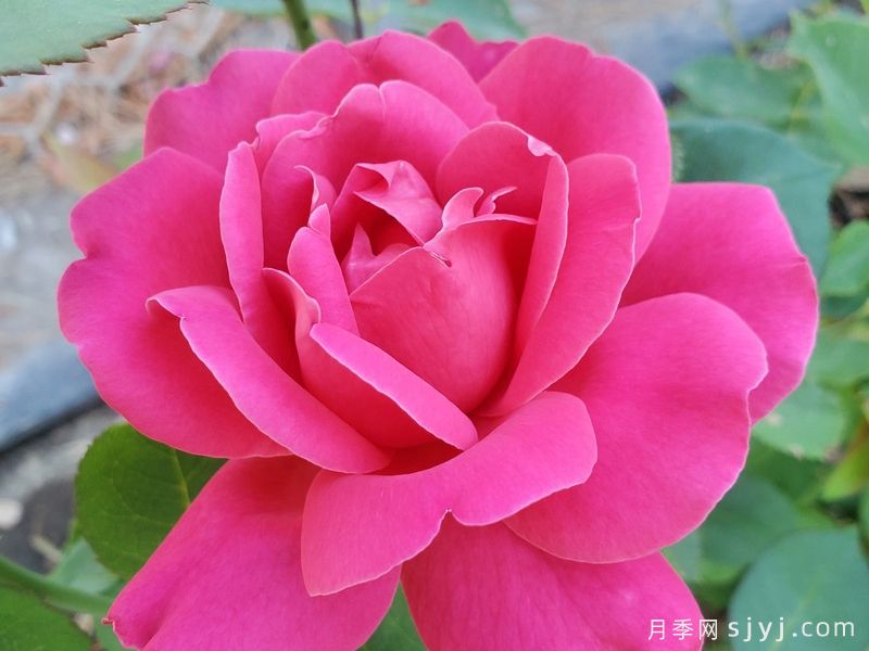 粉和平月季/娇娥Pink Peace(图3)