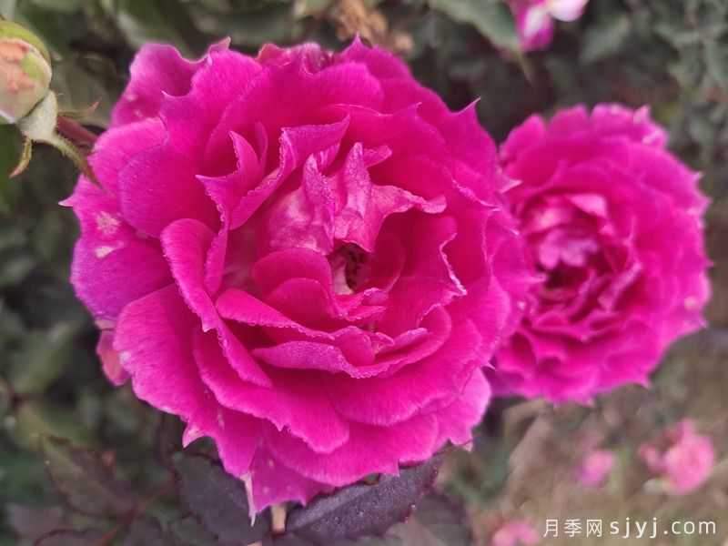 天方夜谭月季Sheherazad(图2) 天方夜谭月季Sheherazad(图2)