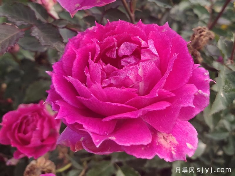 天方夜谭月季Sheherazad(图4) 天方夜谭月季Sheherazad(图4)
