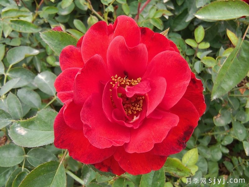 猩红伯尼卡月季/深圳红月季Scarlet Bonica(图1) 猩红伯尼卡月季/深圳红月季Scarlet Bonica(图1)