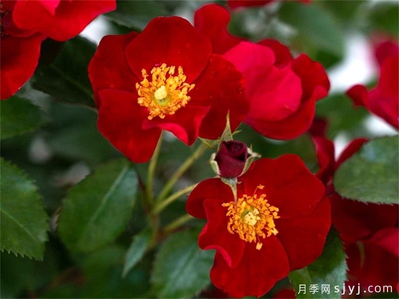 猩红漂流月季Scarlet Drift(图1)