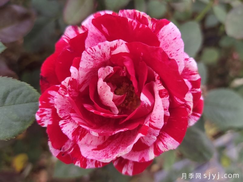 节日礼花月季Festival Color(图2)