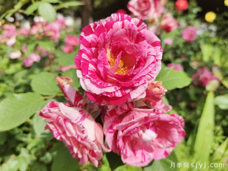 节日礼花月季Festival Color(图3)